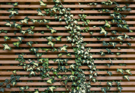 facade greening or wall greening as environmentally friendly measure at a buildingの写真素材