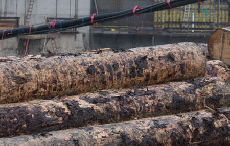 stacked or piled up wood, storage of wood from the forest