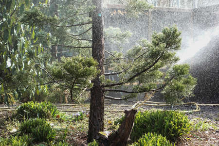 irrigation by a sprinkler system, watering plants and crops in gardenの写真素材
