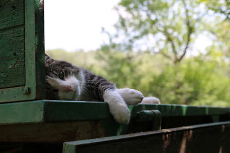 a house cat, a popular pet animal for human beingsの写真素材