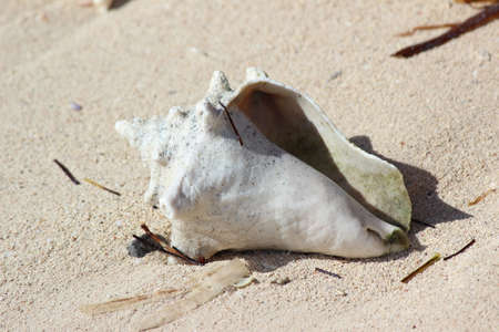 empty sea shells, seashells or shells from an animal at the beach