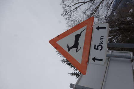 Attention deer crossing traffic or road sign, red triangle as warning noticeの写真素材