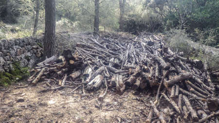 deadwood in the forest caused by the wood decay fungus