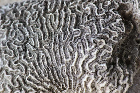 biomorph shapes and structures, pattern and texture on a surfaceの写真素材