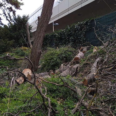 deadwood in the forest caused by the wood decay fungus