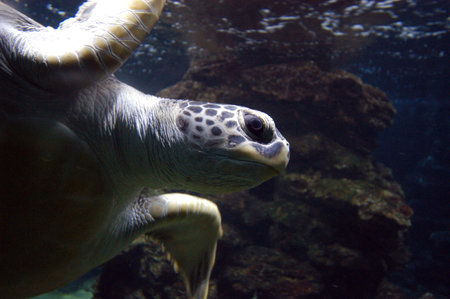 giant tortoise or giant turtle, a reptile animal with a shellの写真素材