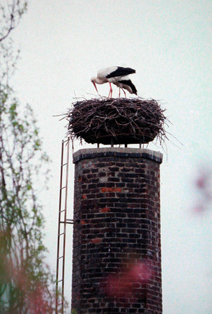a stork in a nest, brooding of the young birdsの写真素材