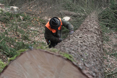 tree felling, logging and forestry work in a commercial forest