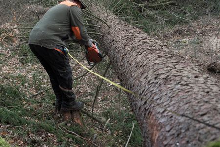 measuring the log after tree felling, logging and forestry work in a commercial forest