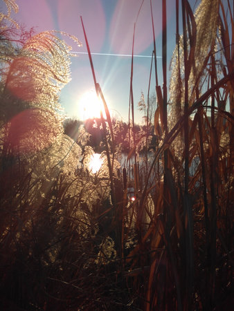 light as life force in nature, sunshine for energy and vitalityの写真素材