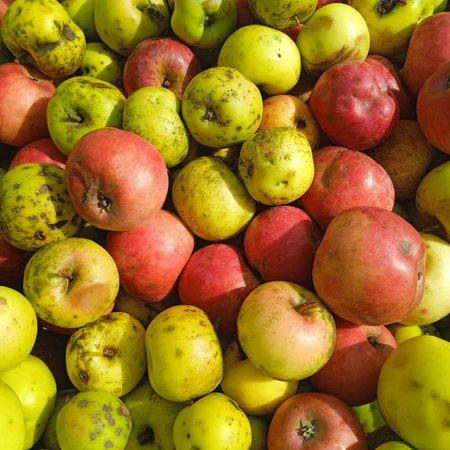 Apple as an edible fruit and part of a healthy dietの写真素材