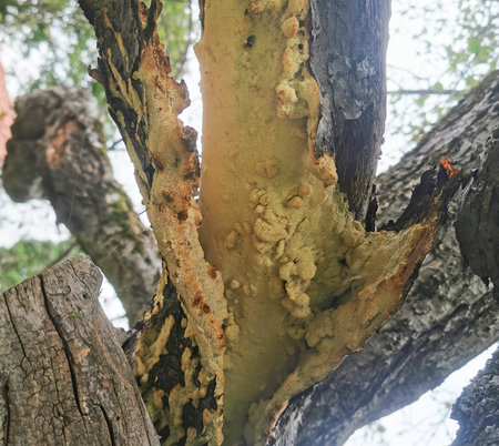 a tree sponge growing on an old tree stump in natureの写真素材