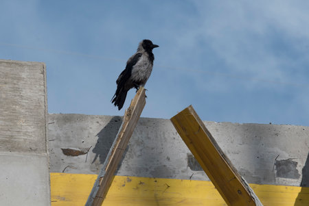 a Western or Eurasian Jackdaw, bird of the crow family