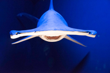 the shark as an animal living underwater in the seaの写真素材