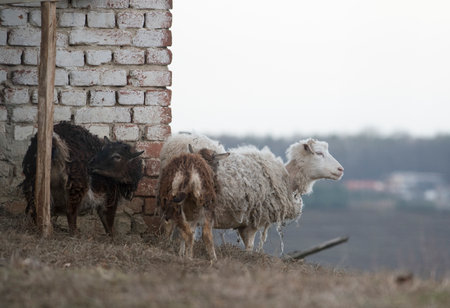 Sheep are important animals in agricultureの写真素材