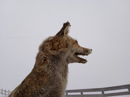 a fox a wild animal in natureの写真素材