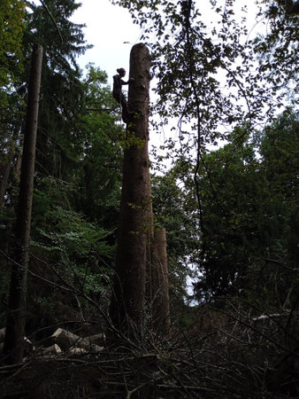 cleanup work after a storm, tree damage in the forestのeditorial素材