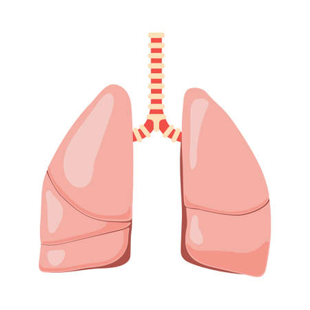 Human lungs vectorのイラスト素材