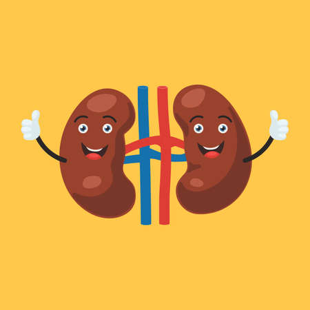 Funny happy kidney character show hand thumb up. Human internal organ sign. Vector illustration in cartoon styleのイラスト素材