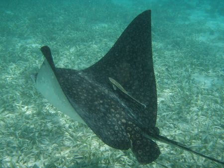 Mr. Ray