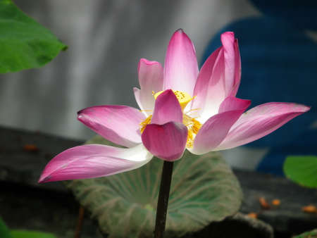 Lotus in the morning sunの写真素材
