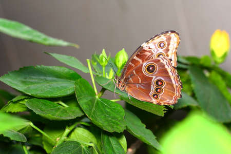 butterfly