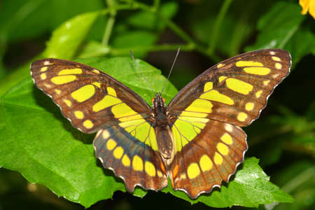 butterflyの写真素材