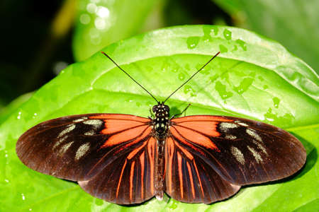 butterfly
