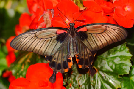 butterflyの写真素材