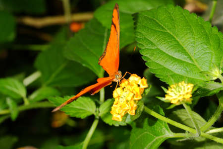 butterfly