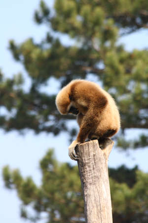 monkeyの写真素材