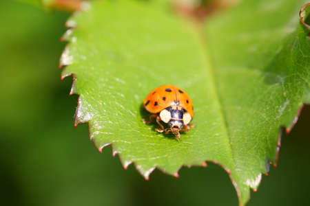 beetle
