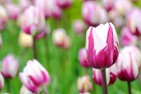 flowerの写真素材