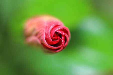 flowerの写真素材