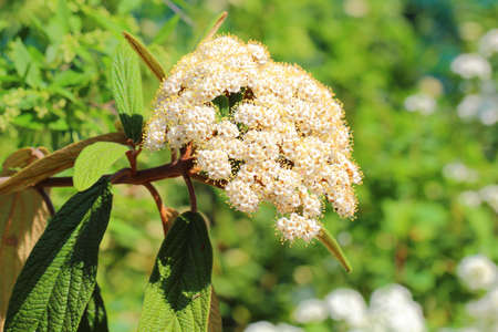 flowerの写真素材