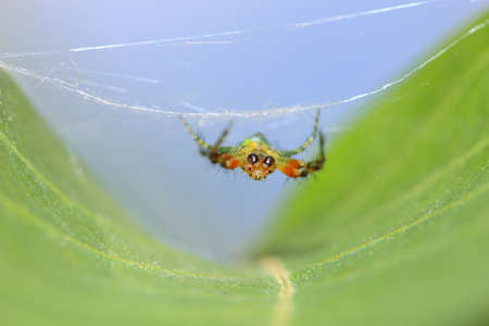 spiderの写真素材