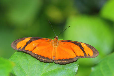 butterflyの写真素材