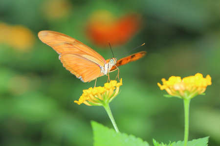 butterfly