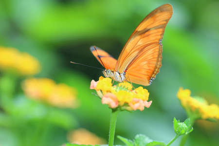 butterflyの写真素材