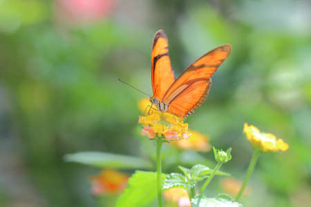 butterfly
