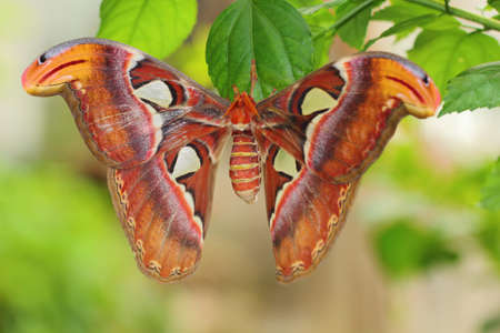 butterflyの写真素材