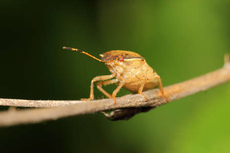 insect