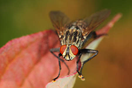 insect