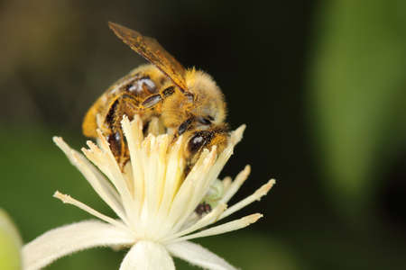 bee