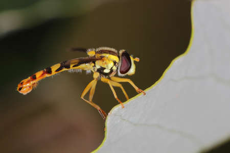 insect