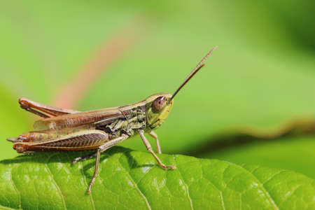 insect