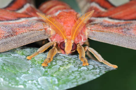 butterflyの写真素材