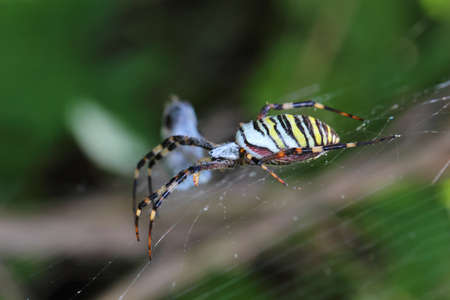 spiderの写真素材