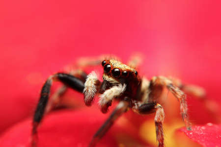 jumping spider