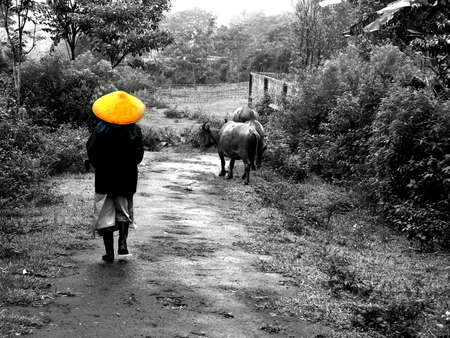 buffalo herdman in mixed yellow and black and whiteの写真素材